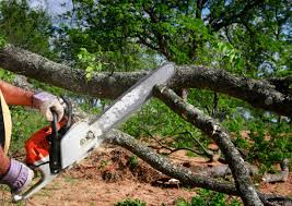 Best Tree Disease Treatment  in South Beach, FL