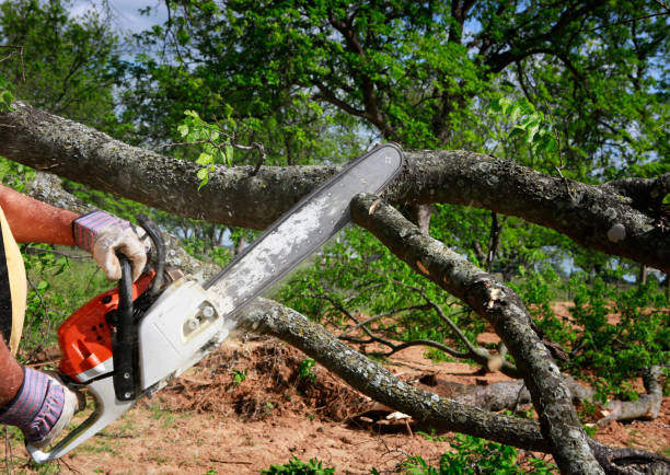 South Beach, FL  Tree Services Company